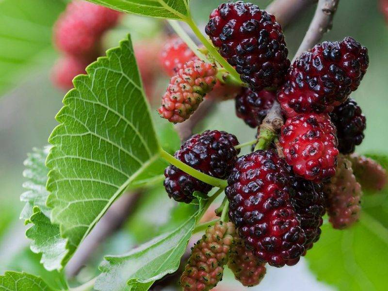 Шелковица купить саженцы из питомнике в Хабаровске