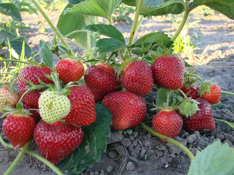 Клубника купить саженцы из питомника в Хабаровске