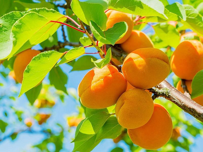 Абрикос купить саженцы из питомнике в Хабаровске