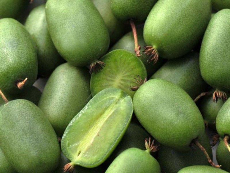 Актинидия купить саженцы из питомнике в Хабаровске