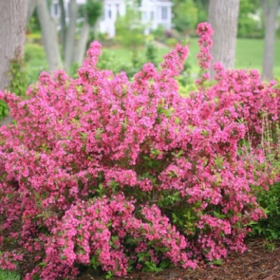 Вейгела "БУКЕТ РОУЗ"