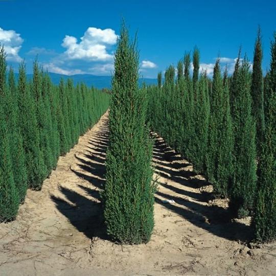 Кипарис Пирамидальный  (стакан 0,6)